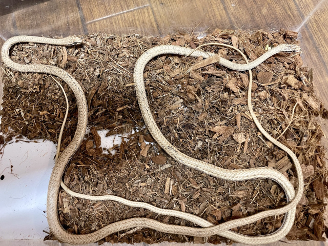 ショーカーアレチヘビ