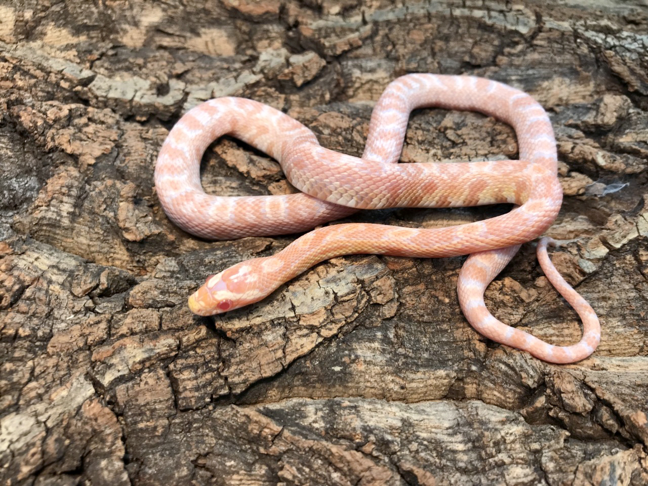 コーンスネーク(4)