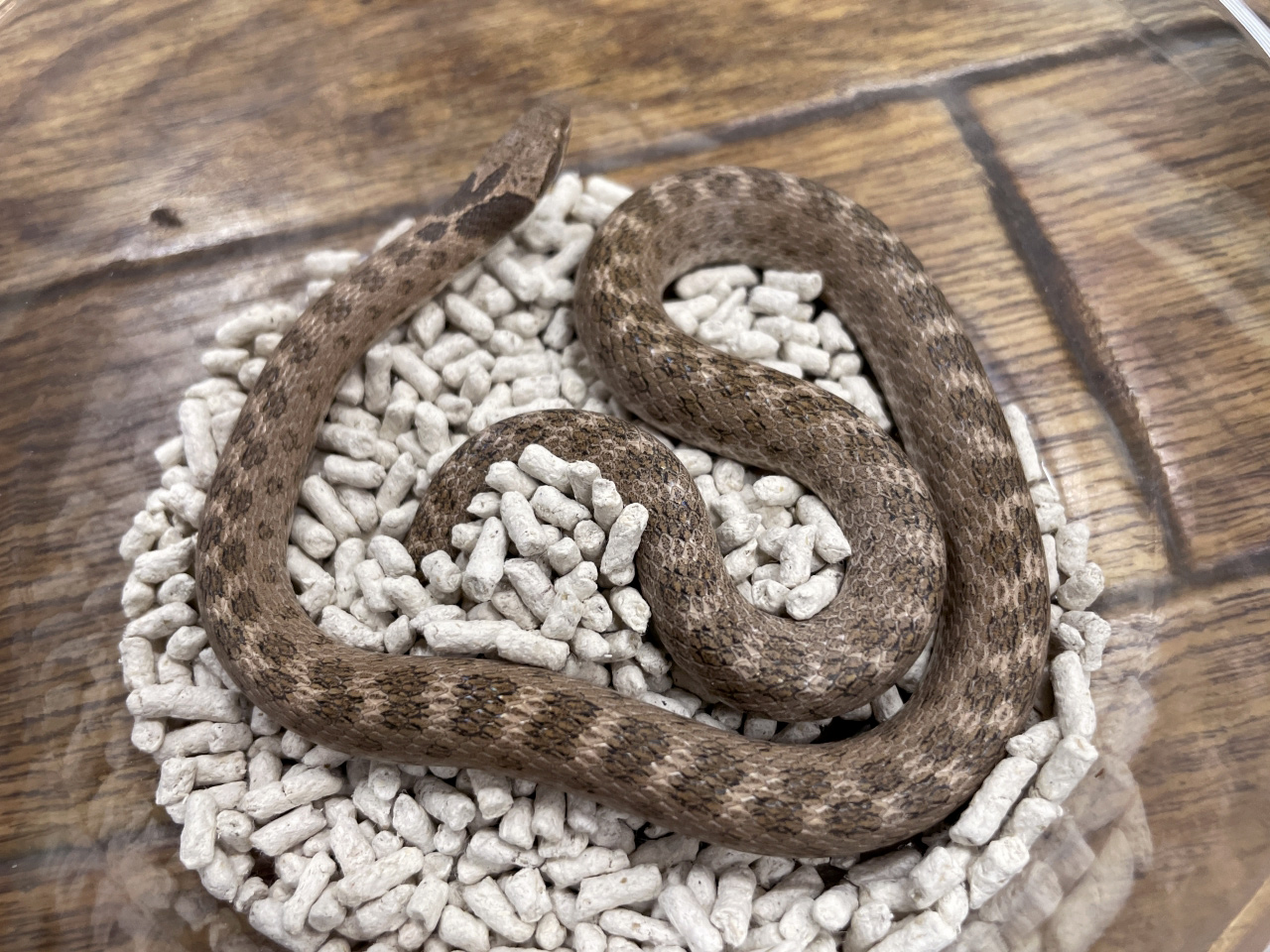 テキサスナイトスネーク(2)