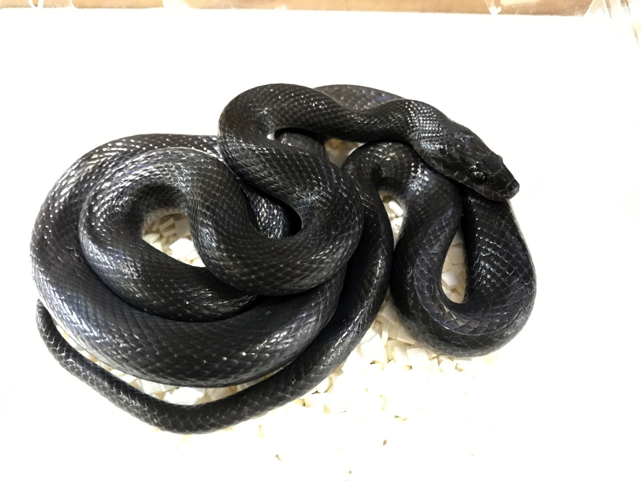 ブラックハウススネーク ブラックハウススネーク