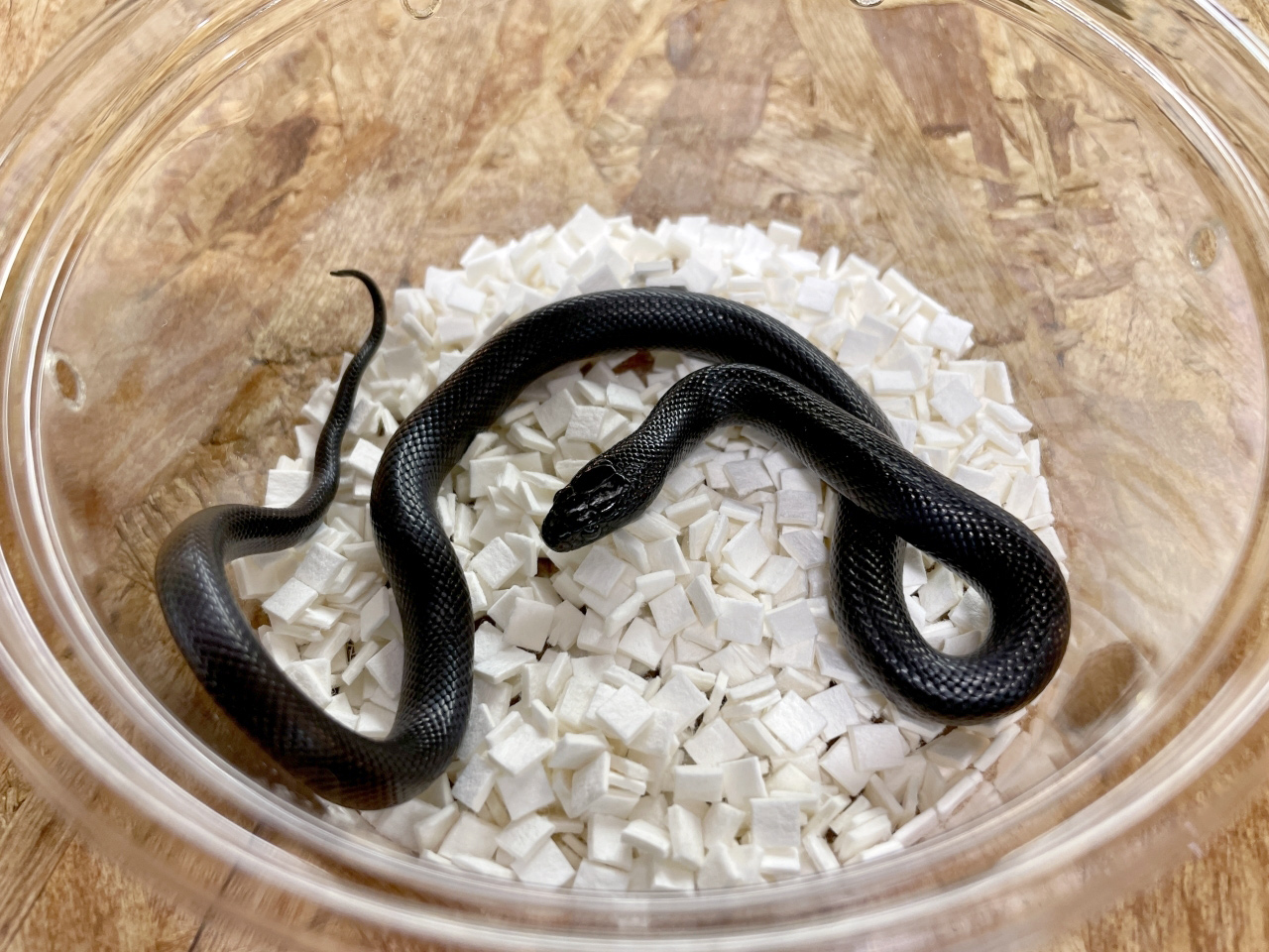 メキシカンブラックキングスネーク(4)