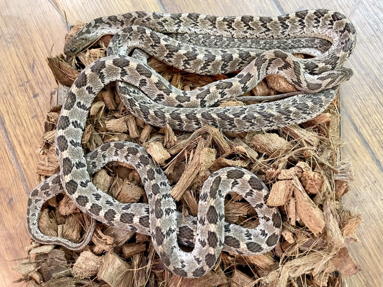 マドワシタマゴヘビ(1)