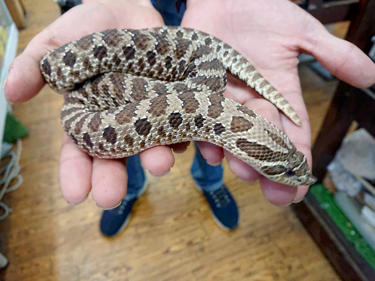 セイブシシバナヘビ(1)