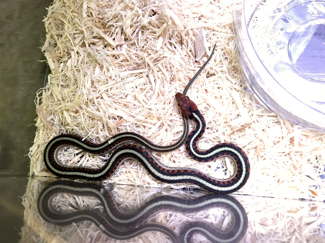 カリフォルニアレッドサイドガータースネーク(4)