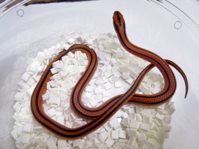 コクシーベニナメラ(3)