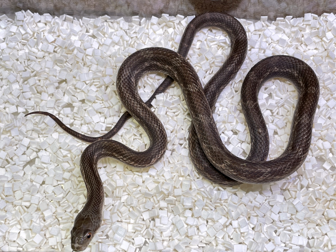 ブラックラットスネーク(1)