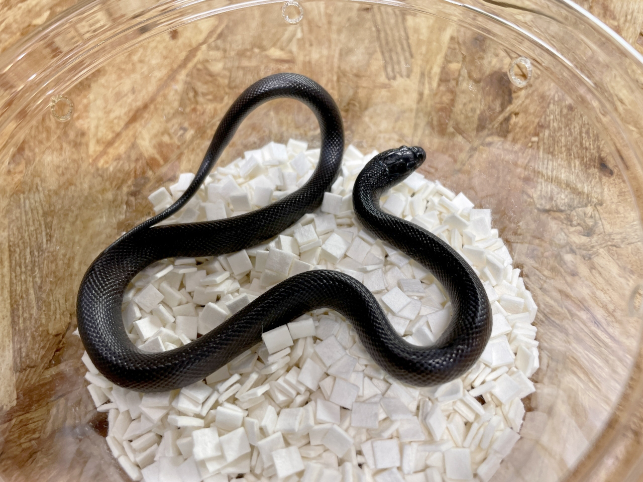 メキシカンブラックキングスネーク(5)