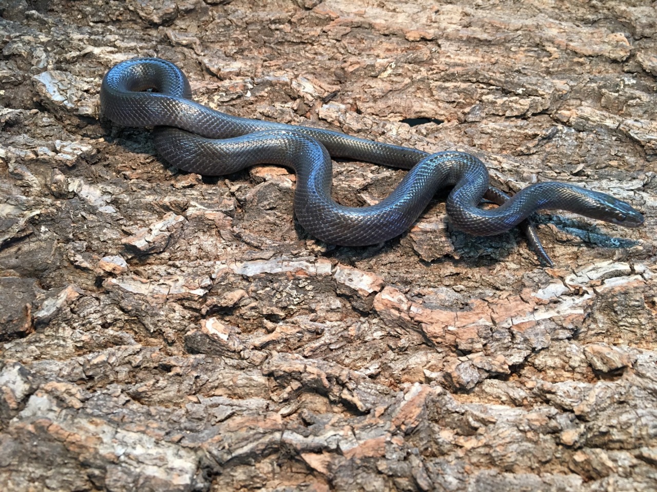 ブラックハウススネーク(3)