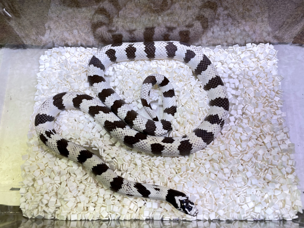 カリフォルニアキングスネーク(5)