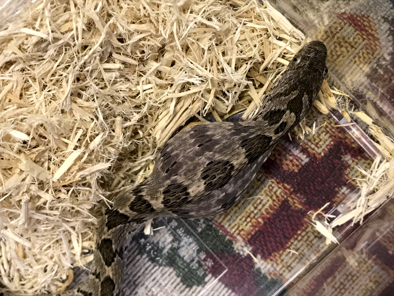 コモンタマゴヘビ(2)