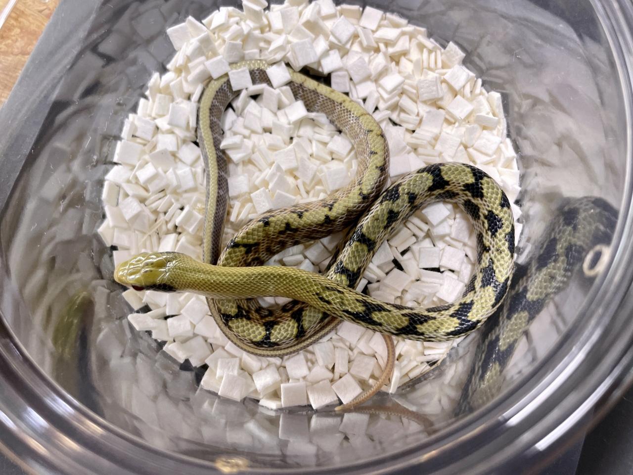 タイリクスジオ(3)