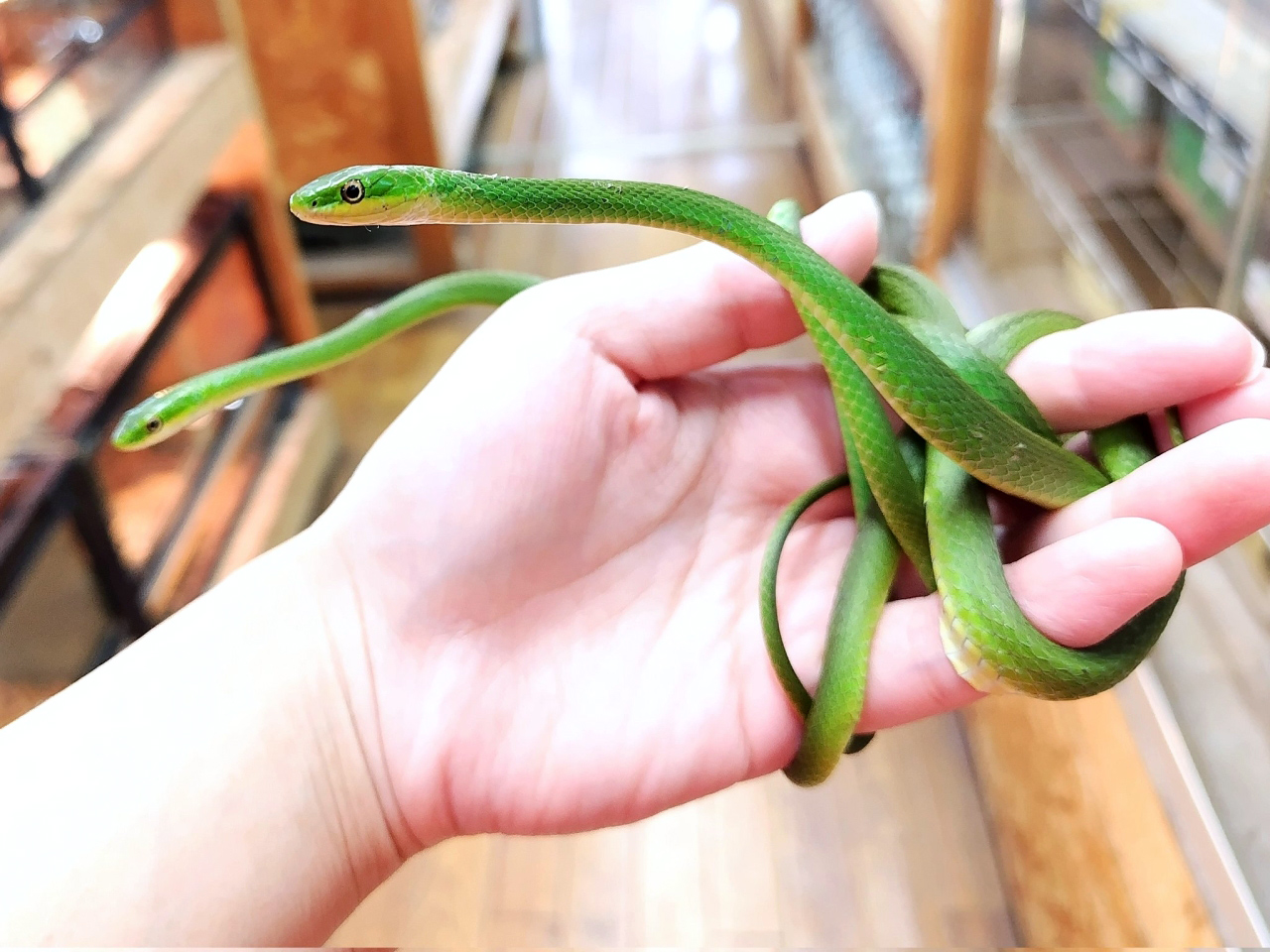 ラフグリーンスネーク(1)