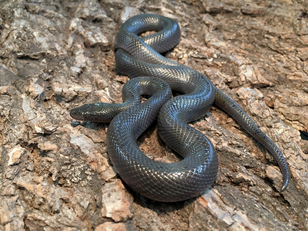 ブラックハウススネーク(1)