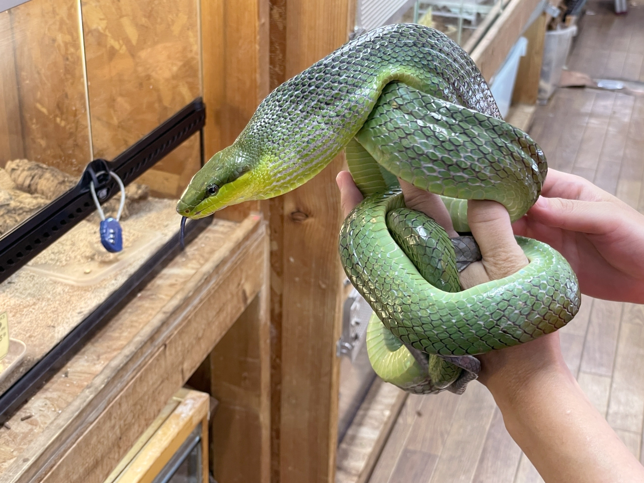 ホソツラナメラ(10)