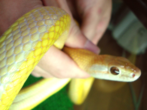 タイリクスジオ(6)