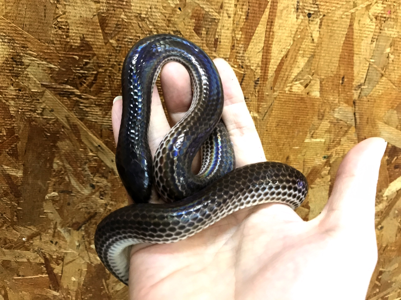 サンビームヘビ(5)