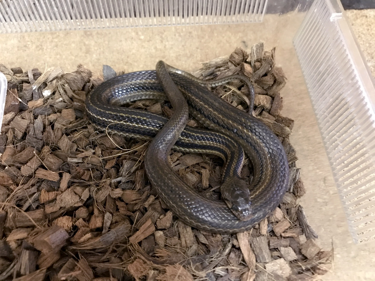 クロスジソウカダ(1)