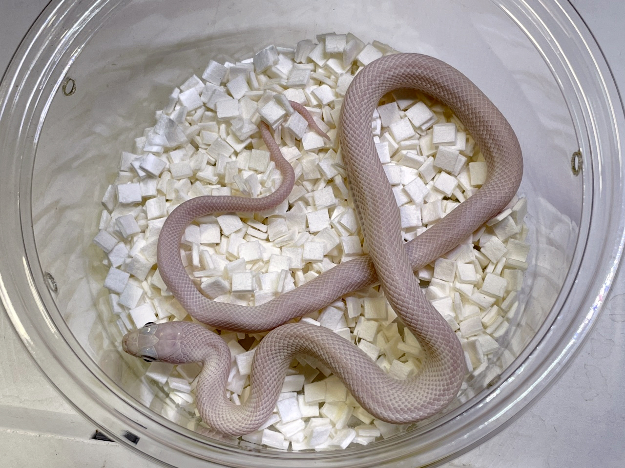 ブラックラットスネーク(5)