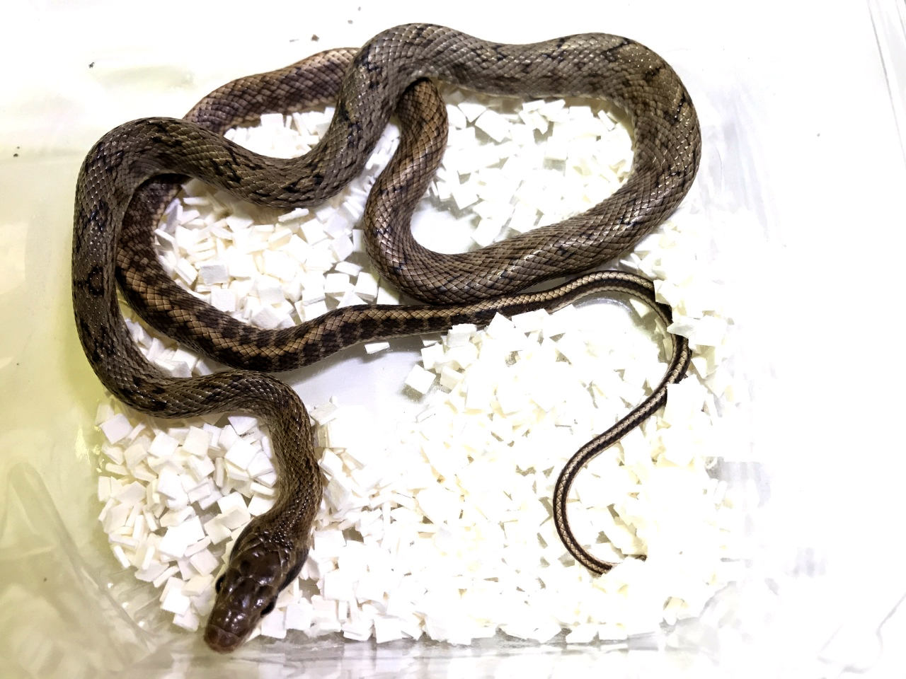 サキシマスジオ(2)