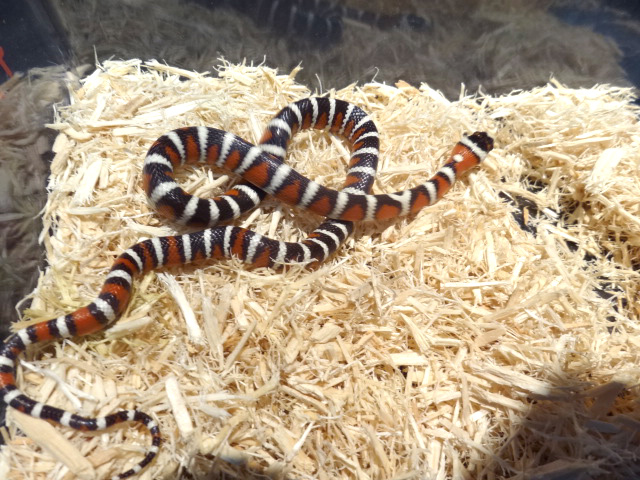 アリゾナマウンテンキングスネーク(4)