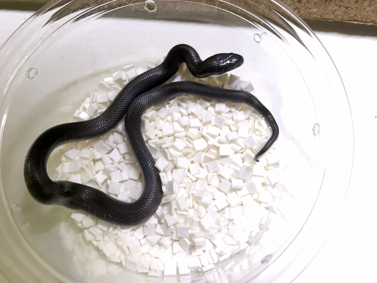 メキシカンブラックキングスネーク(6)