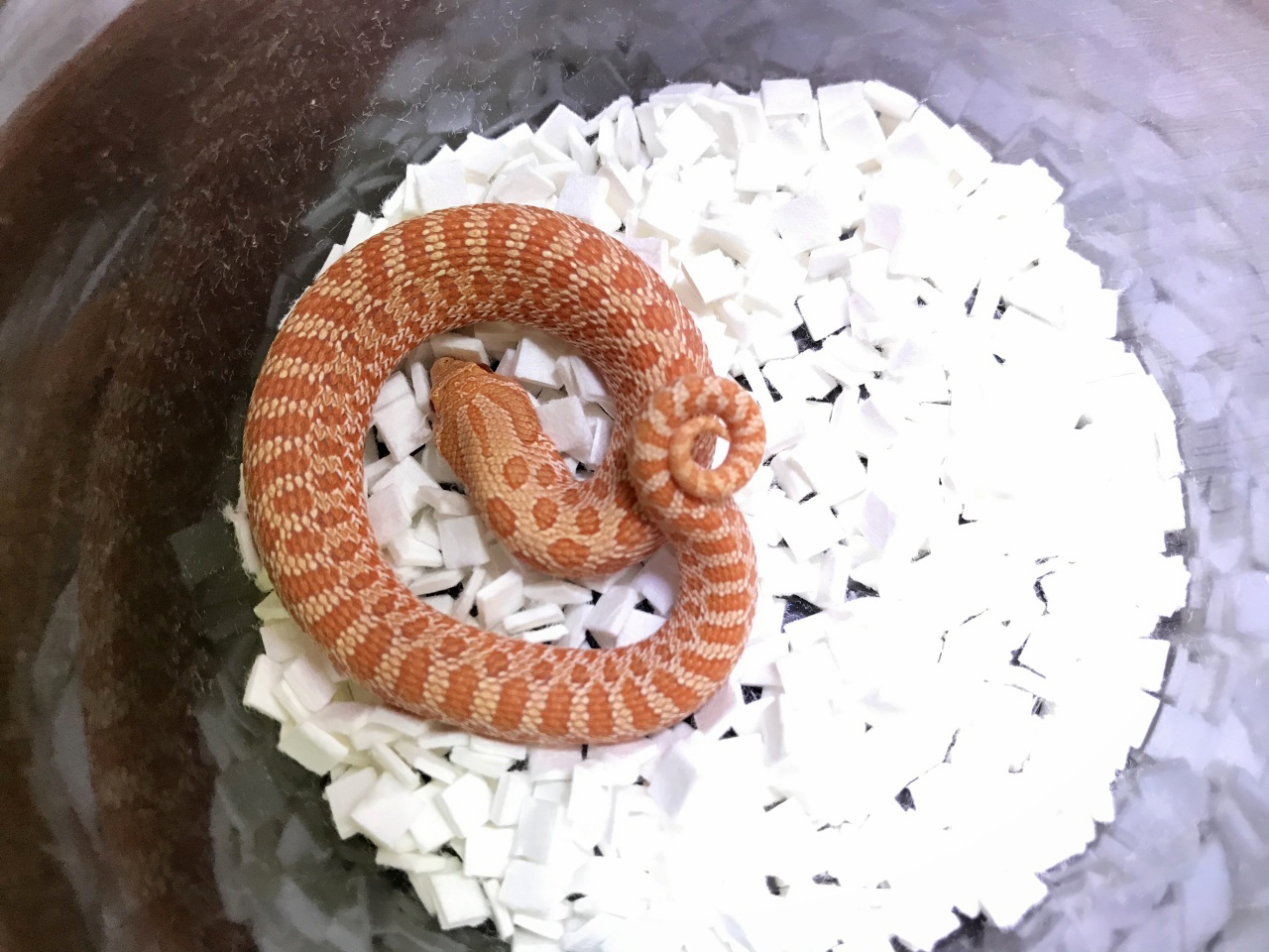 セイブシシバナヘビ(8)