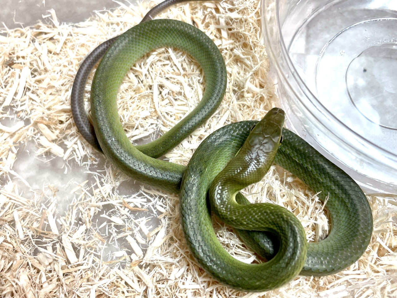 ホソツラナメラ(4)