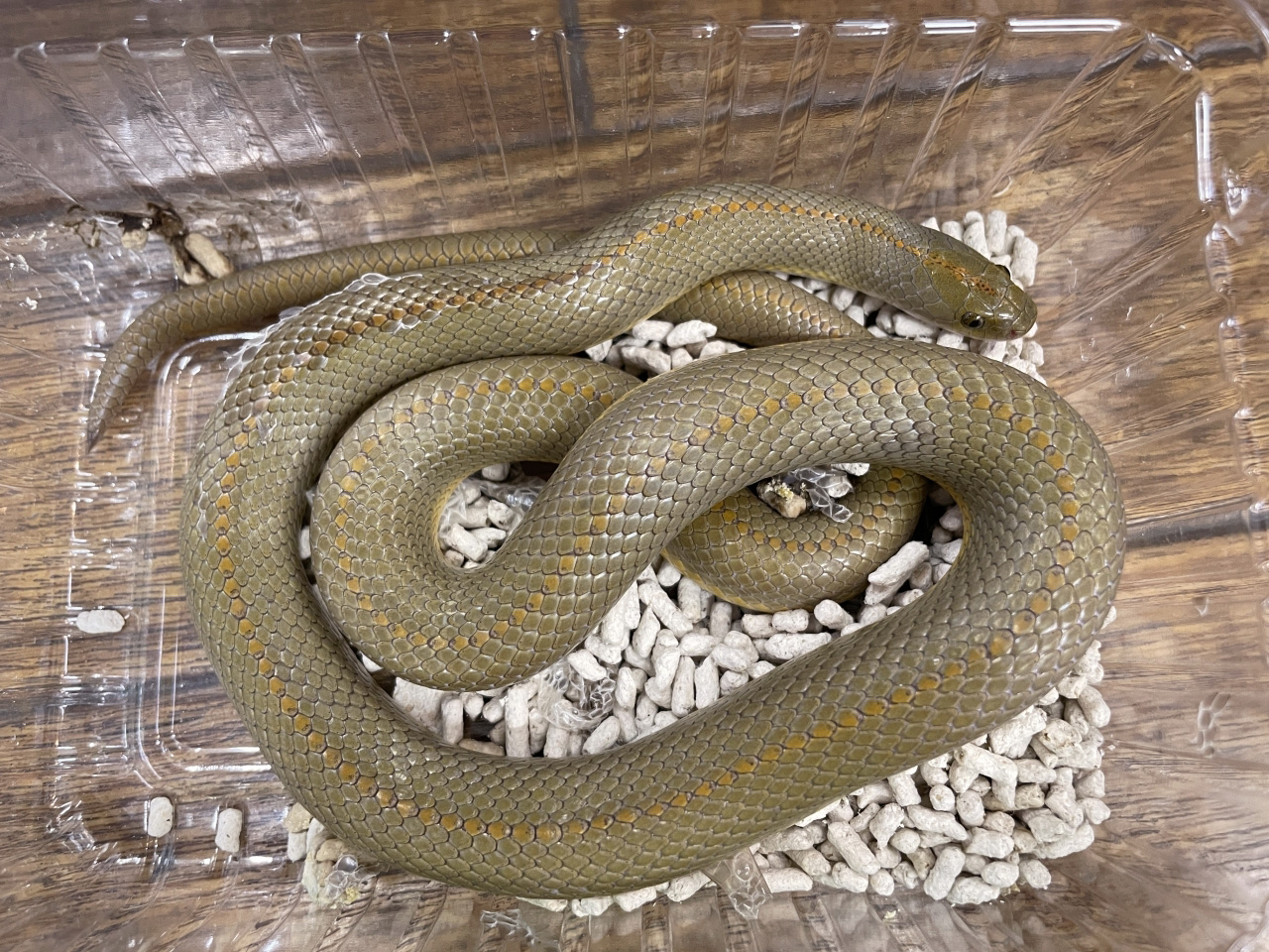 オーロラハウススネーク(1)