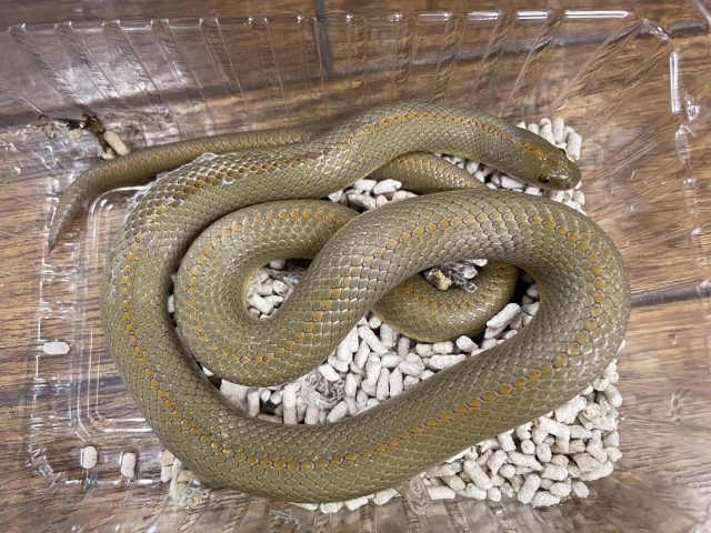 ヘビ大全 SNAKES OF THE WORLD」が発売。世界に約4000種とい