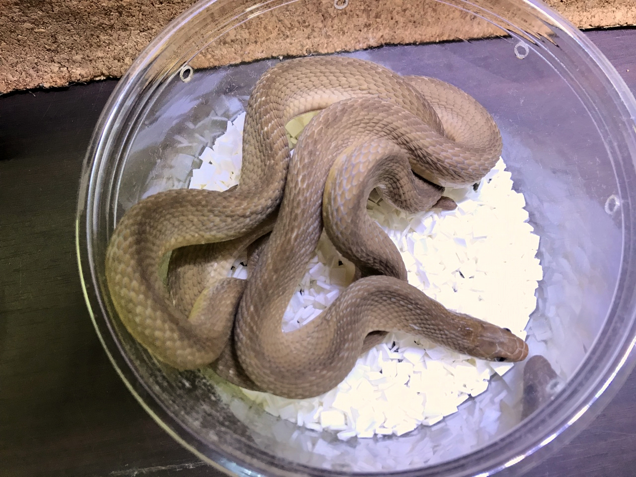 ミドリタマゴヘビ(1)