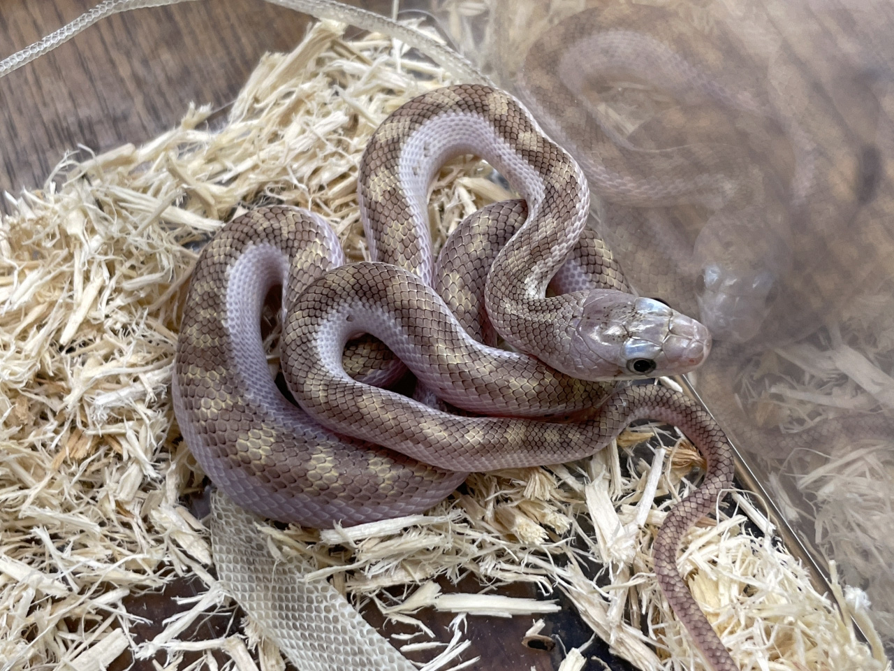 ブラックラットスネーク(2)