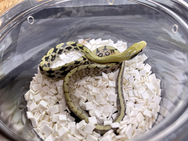 タイリクスジオ