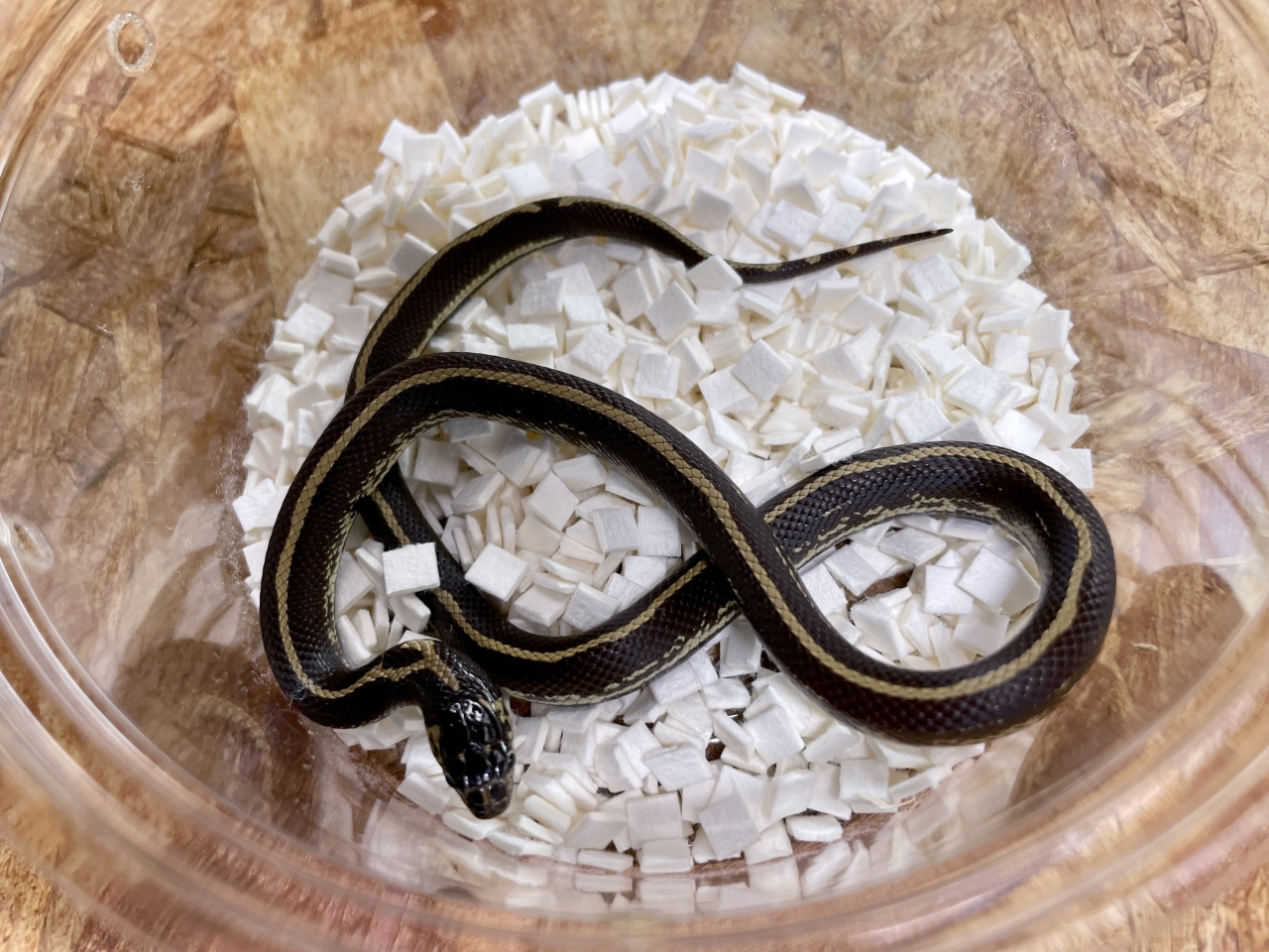カリフォルニアキングスネーク(7)