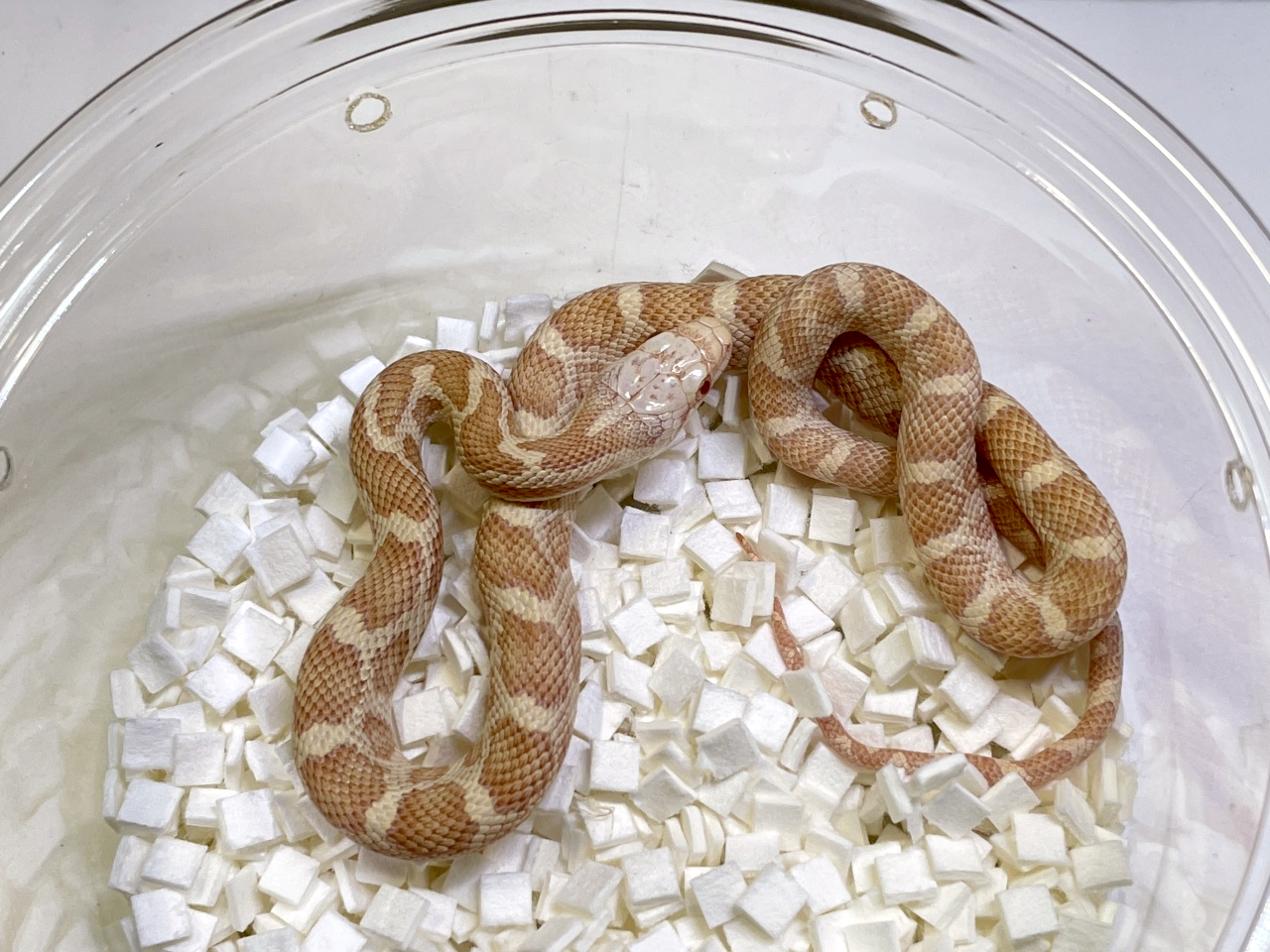 ブラックラットスネーク(3)