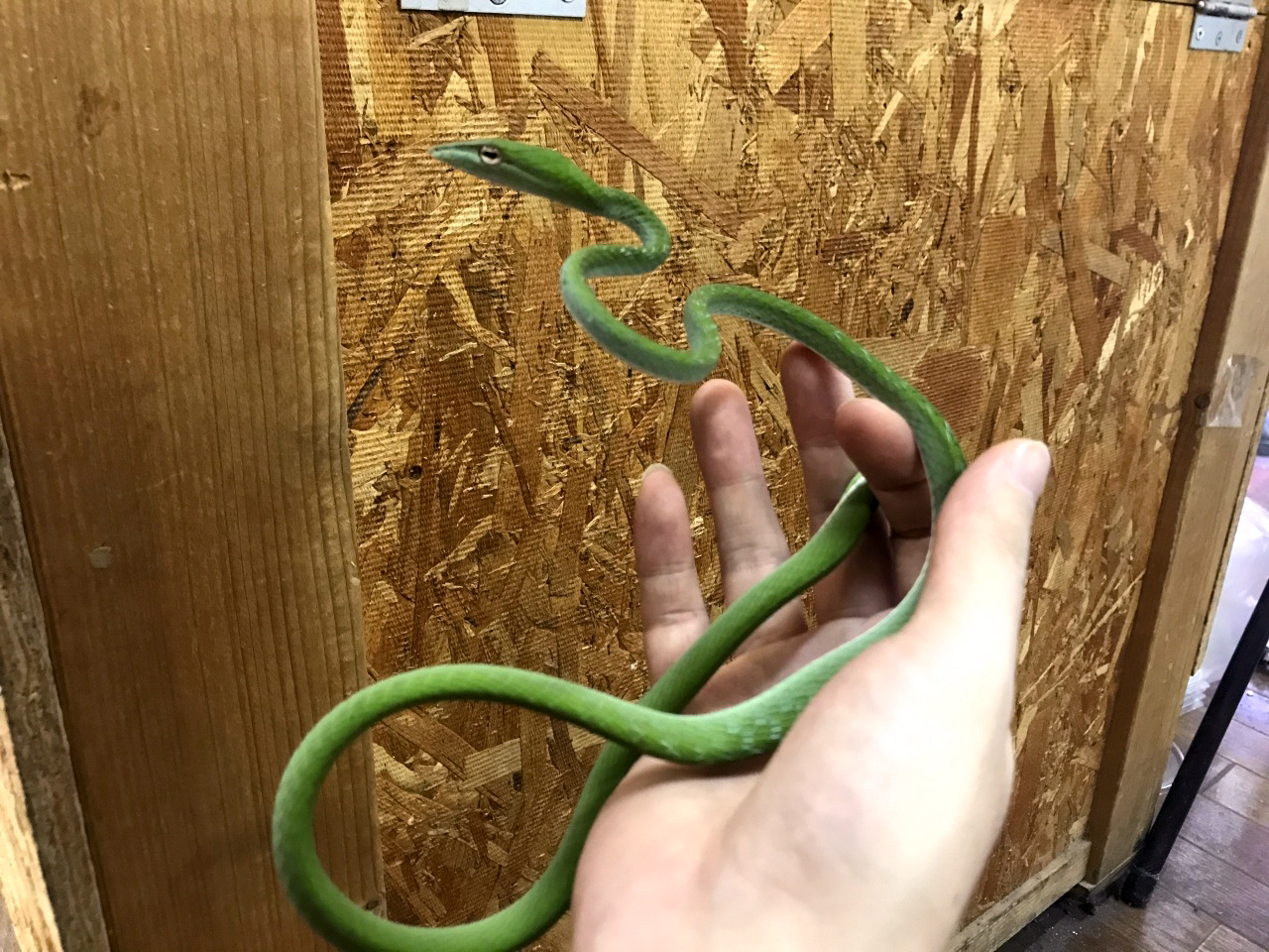 オオアオムチヘビ(1)