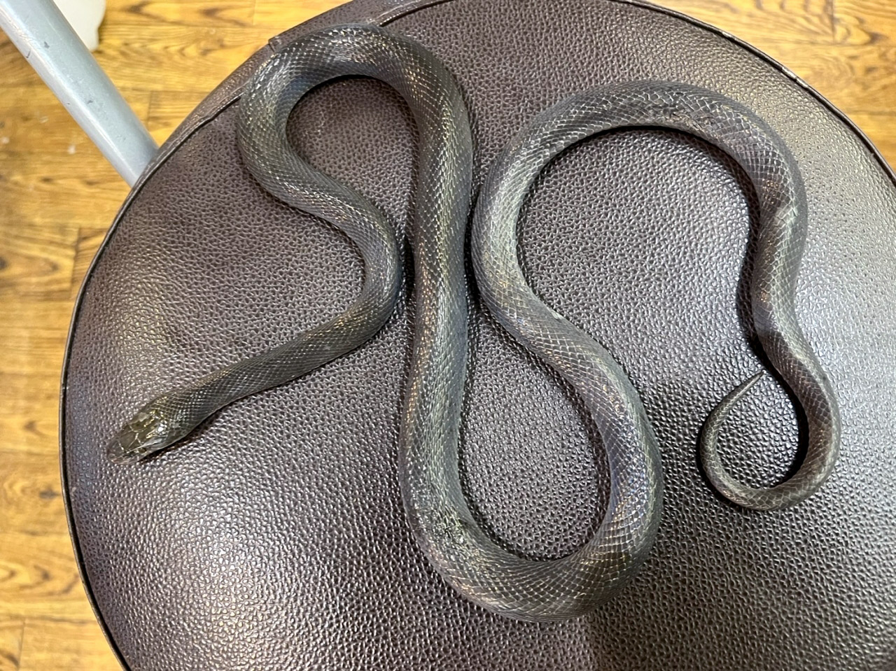 ブラックハウススネーク(10)