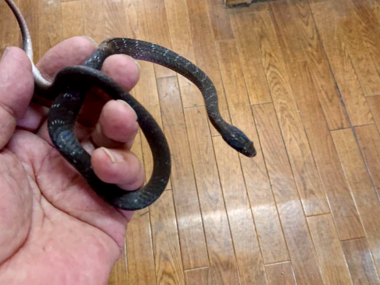 クチベニヘビ(2)