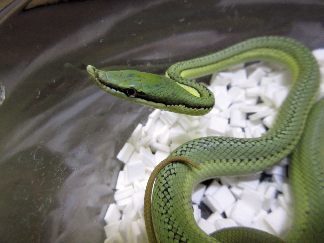 バロンコダマヘビ(8)