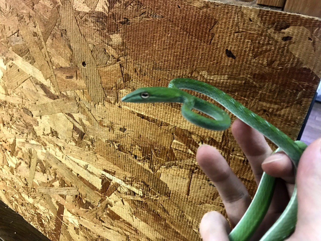 オオアオムチヘビ(2)