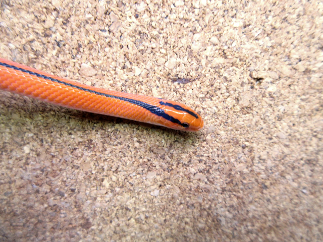 コクシーベニナメラ(5)