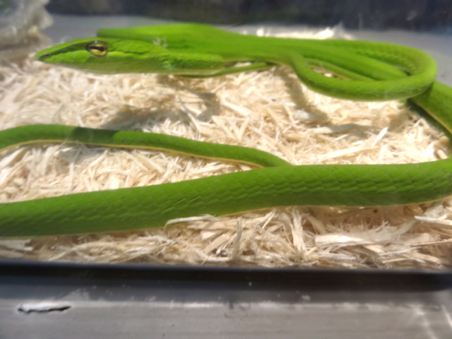 オオアオムチヘビ(5)