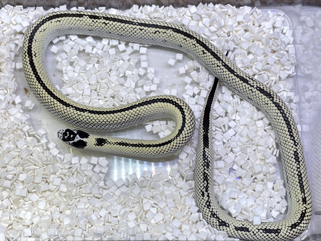 カリフォルニアキングスネーク(4)