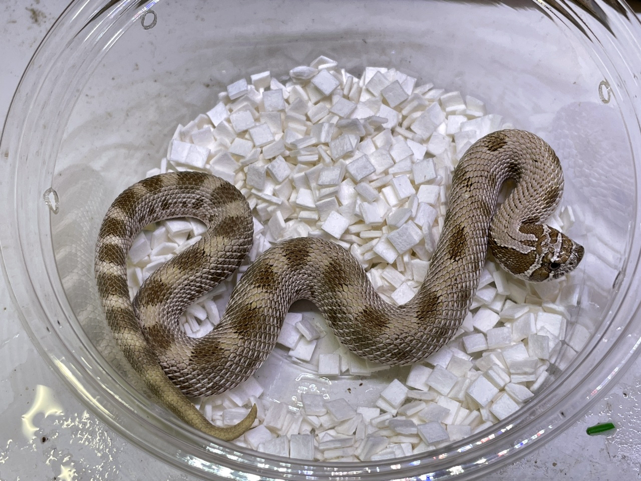 セイブシシバナヘビ(2)