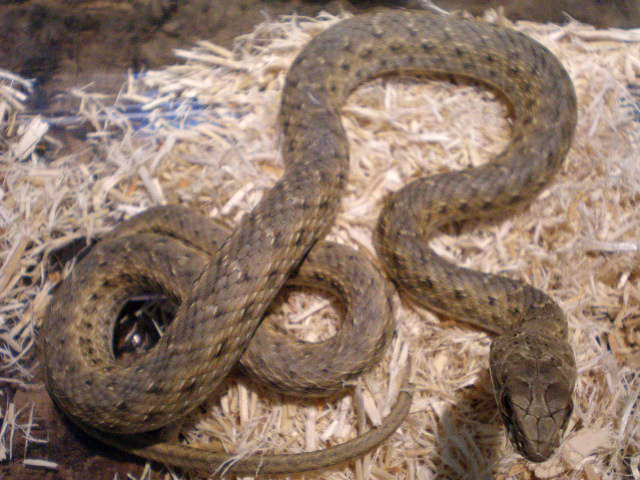 モンペリエヘビ(10)