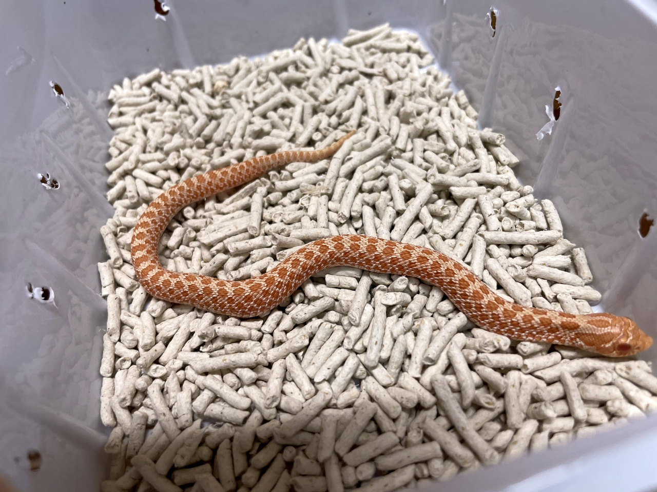 セイブシシバナヘビ(10)