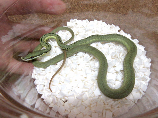 バロンコダマヘビ(4)
