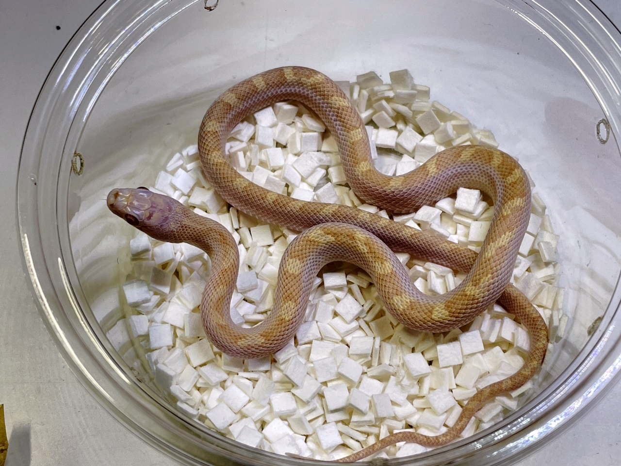 ブラックラットスネーク(6)