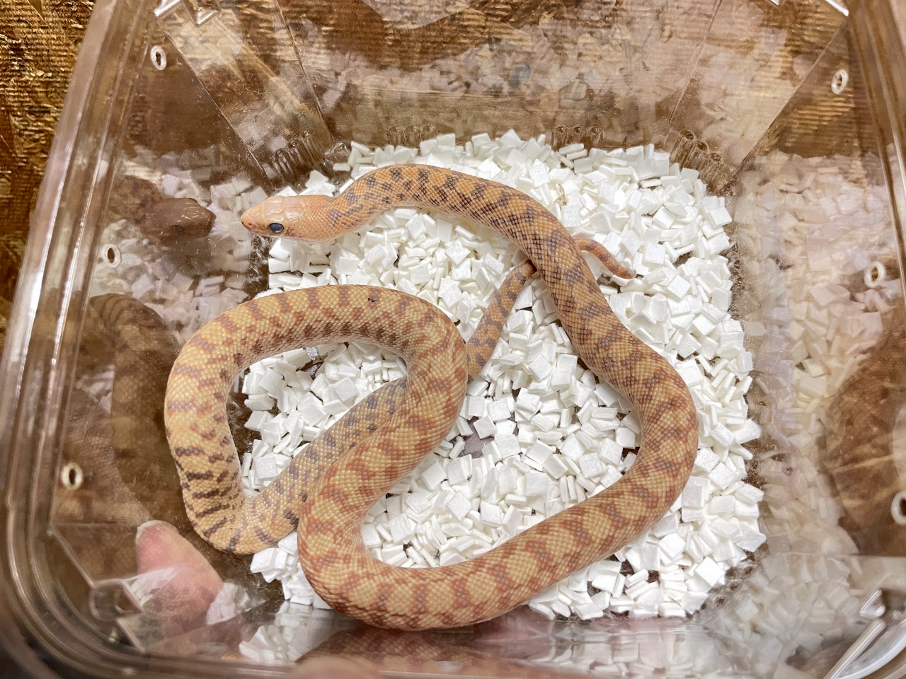 ブルスネーク(8)