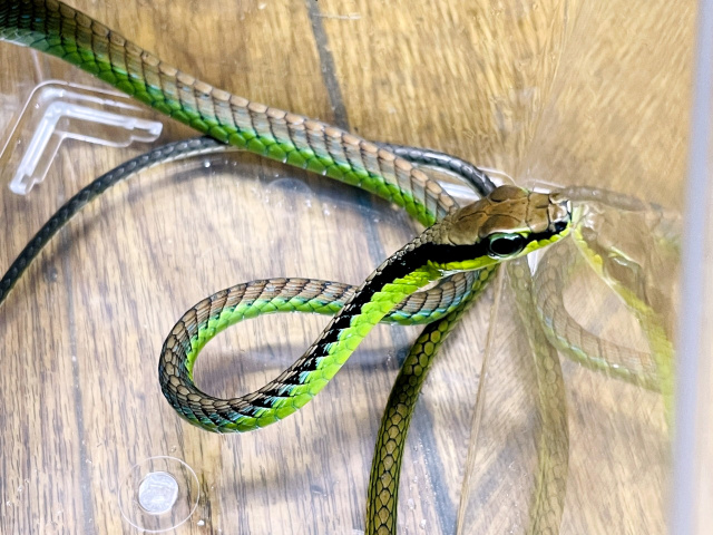 ニシキブロンズヘビ