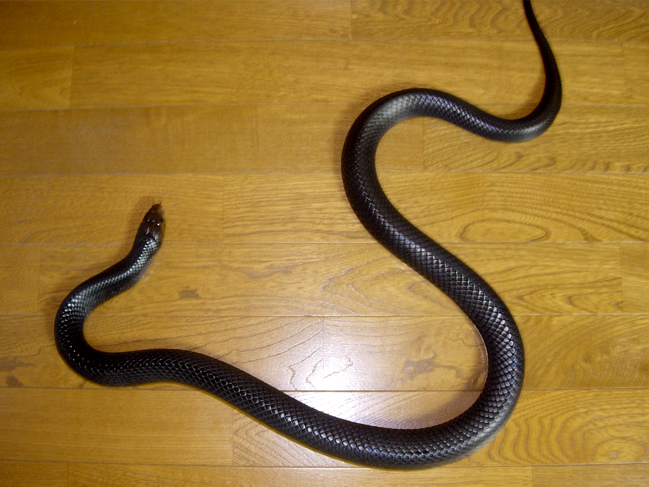 イースタンインディゴスネーク(3)